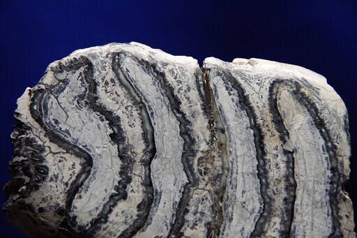 マンモストゥース　3Ｐ　マンモス歯の化石スライス　フロリダ州北部産出ケナガマンモス
