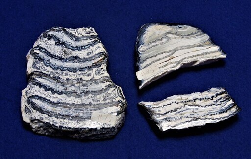 マンモストゥース　3Ｐ　マンモス歯の化石スライス　フロリダ州北部産出ケナガマンモス