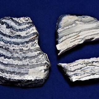 マンモストゥース　3Ｐ　マンモス歯の化石スライス　フロリダ州北部...
