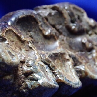 ナウマンゾウ　歯　化石　倉敷市