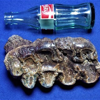 ナウマンゾウ　歯　化石　倉敷市