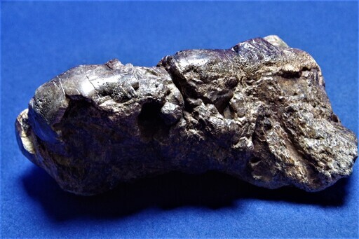 ナウマンゾウ 歯 化石 倉敷市