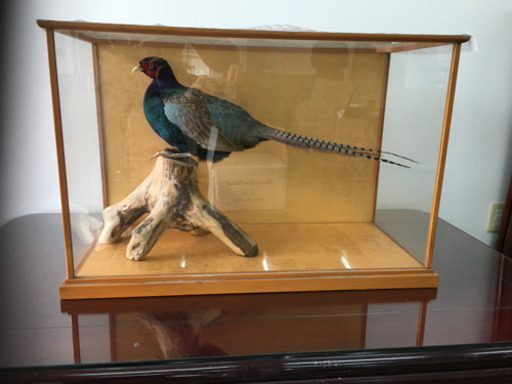 【なるべく引き取り】キジ剥製 なるべく引き取り】キジ剥製