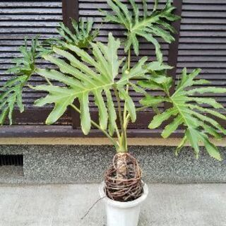 【取引中】フィロデンドロン　セローム　観葉植物