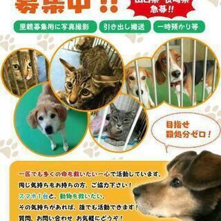 動物愛護ボランティア募集！！