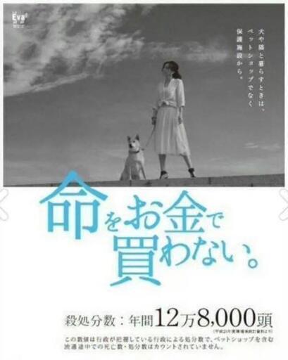 動物愛護ボランティア募集 のりこ 大村のボランティアのメンバー募集 無料掲載の掲示板 ジモティー 動物愛護ボランティア募集 のりこ 大村のボランティアのメンバー募集 無料掲載の掲示板 ジモティー