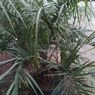 ココスヤシ 15号鉢植え 3本株立 植木 庭木 