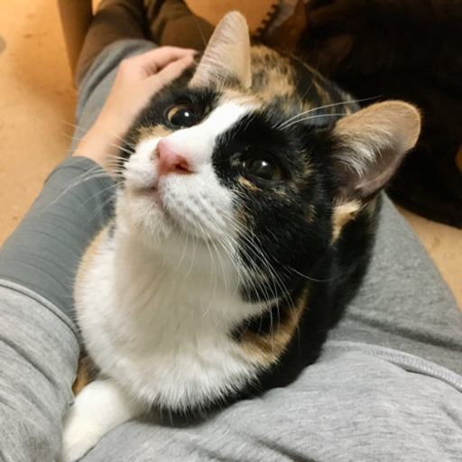 くるくるしっぽの三毛ジョ たーちゃん11ヶ月 はっち 横浜の猫の里親募集 ジモティー