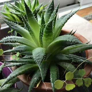 完売御礼 玄関の魔除けに ちゃんみんみん 天童のその他の中古あげます 譲ります ジモティーで不用品の処分