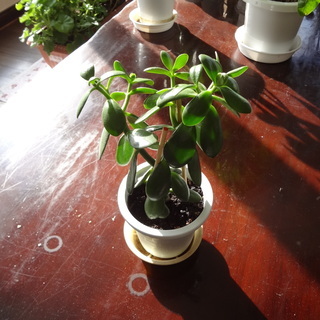 上観葉植物 札幌 安い すべての美しい花の画像 上観葉植物 札幌 安い すべての美しい花の画像