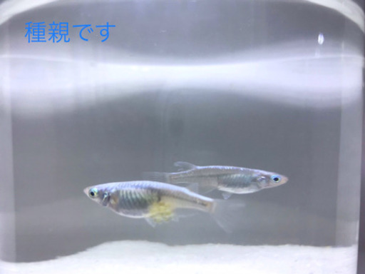 お譲り先決まりました めだか マリンブルーの稚魚5匹 手ぶらでお持ち帰りセット おまけの水草に卵付き エル 拝島のその他の中古あげます 譲ります ジモティーで不用品の処分