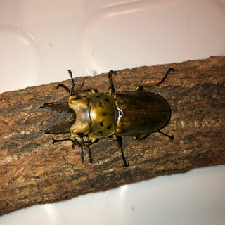 ババオウゴンオニクワガタ 新成虫 期間限定価格 三頭 ♂♂♀トリプル ババオウゴンオニクワガタ 新成虫 期間限定価格 三頭 ♂♂♀トリプル