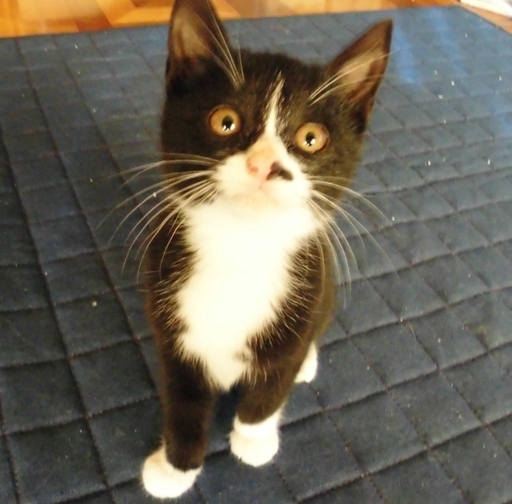兄妹一緒も大歓迎 全身タイツ着用ティーちゃん 2 3ヶ月前後 むびらき 熊谷の猫の里親募集 ジモティー 兄妹一緒も大歓迎 全身タイツ着用ティーちゃん 2 3ヶ月前後 むびらき 熊谷の猫の里親募集 ジモティー
