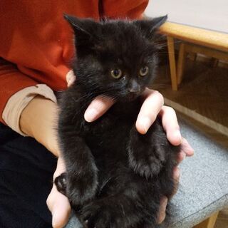 真っ黒な子猫ちゃんです★