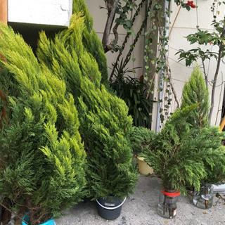 生クリスマスツリー ルルドの泉に近い水付き