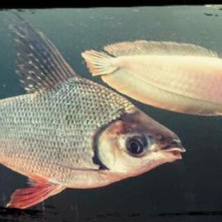 アルビノシルバーアロワナ SUMOレッド