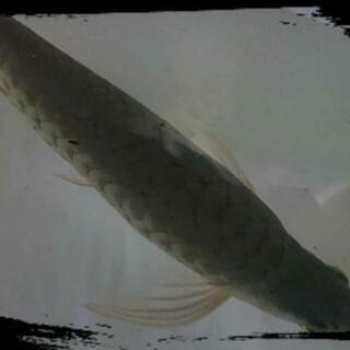 アルビノシルバーアロワナ SUMOレッド