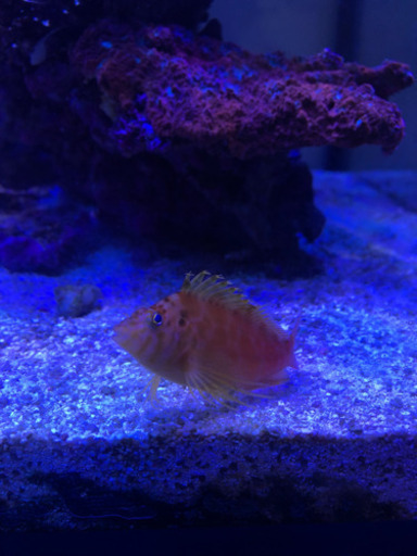 サンゴと海水魚のセット(値下げ)