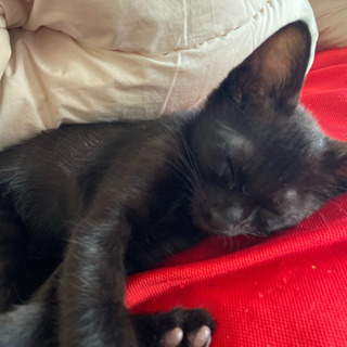 黒猫 生後3ヶ月 
