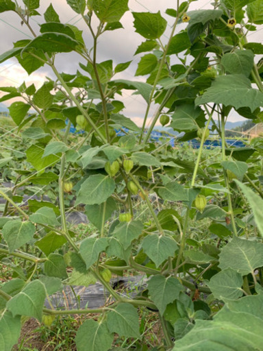 食用ホオズキ栽培 仲間募集 Nonchan 須坂のその他のメンバー募集 無料掲載の掲示板 ジモティー
