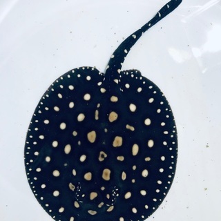 ダイヤモンドポルカ  販売　値下げ　親画像有り