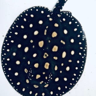 ダイヤモンドポルカ  販売　値下げ　親画像有り