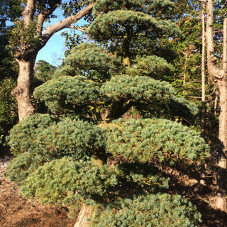 ゴヨウマツ 五葉松 庭木 植木 盆栽 庭園3130