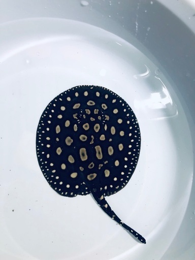 ダイヤモンドポルカ 販売 ギャラ血統 値下げ 親画像有り