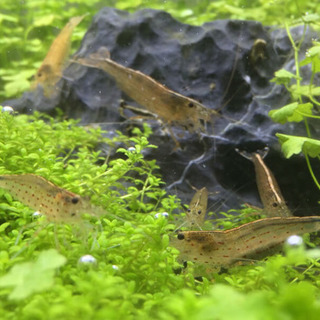 沖縄県 沖縄市の中古ヌマエビが無料 格安で買える ジモティー