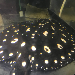 淡水エイ、ダイヤモンドモンドスティングレー、ペアー