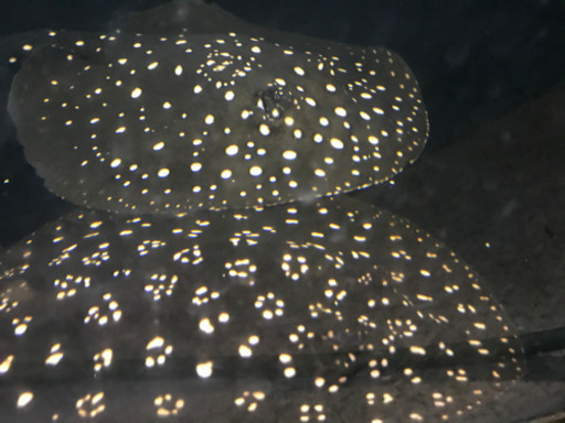 淡水エイ、ダイヤモンドモンドスティングレー、ペアー 淡水エイ、ダイヤモンドモンドスティングレー、ペアー