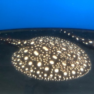 ダイヤモンドポルカ  販売　値下げ　親画像有り