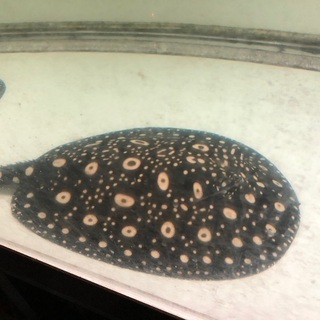 ダイヤモンドポルカ  販売　値下げ　親画像有り