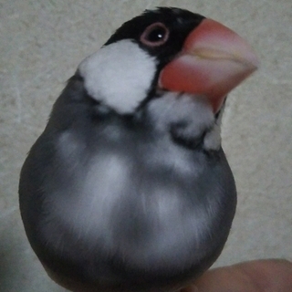 迷子の文鳥を探しています！