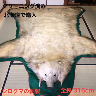 中古] シロクマ 白熊 剥製 全身 顔付 全長316cm クリーニング済