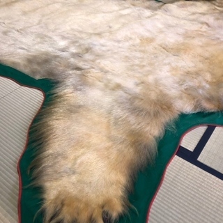 [中古] シロクマ 白熊 剥製 全身 顔付 全長316cm クリーニング済 状態良好 北海道購入品 敷物 ラグ