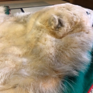 [中古] シロクマ 白熊 剥製 全身 顔付 全長316cm クリーニング済 状態良好 北海道購入品 敷物 ラグ