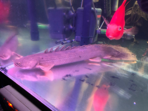 熱帯魚