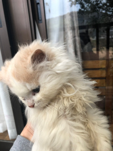 ラガマフィンオス1歳 2匹 オス3ヶ月 3匹 ラガマフィンさん 宇佐の猫の里親募集 ジモティー ラガマフィンオス1歳 2匹 オス3ヶ月 3匹 ラガマフィンさん 宇佐の猫の里親募集 ジモティー