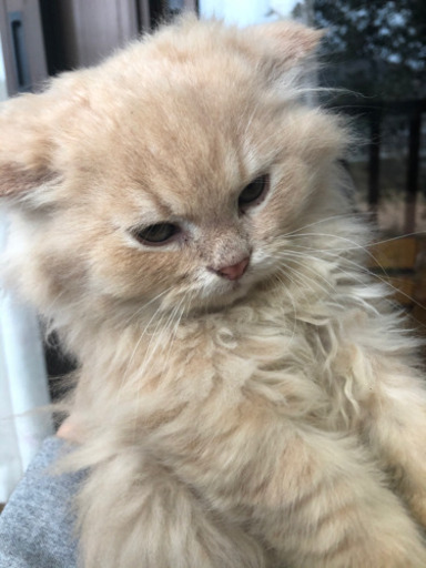 ラガマフィンオス1歳 2匹 オス3ヶ月 3匹 ラガマフィンさん 宇佐の猫の里親募集 ジモティー ラガマフィンオス1歳 2匹 オス3ヶ月 3匹 ラガマフィンさん 宇佐の猫の里親募集 ジモティー