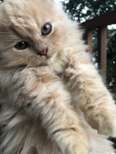 ラガマフィンオス1歳 2匹 オス3ヶ月 3匹 ラガマフィンさん 宇佐の猫の里親募集 ジモティー ラガマフィンオス1歳 2匹 オス3ヶ月 3匹 ラガマフィンさん 宇佐の猫の里親募集 ジモティー