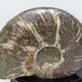 アンモナイトの化石の置物