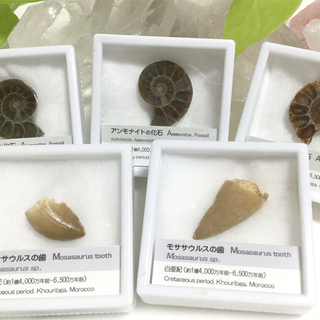 ＜ 中止 ＞【P無料・3/29(日)】 化石・原石、アクセサリー...