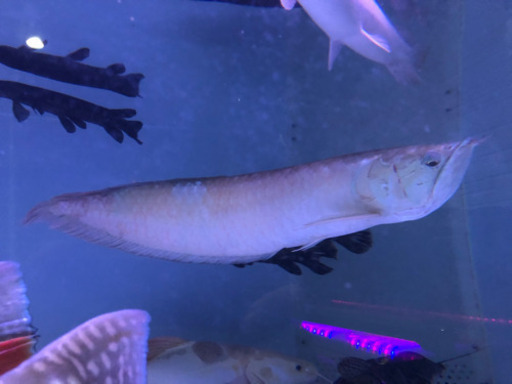 ワイルドシルバーアロワナ約70センチ K企画 伏見のその他の中古あげます 譲ります ジモティーで不用品の処分