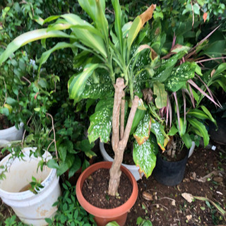 植物各種1000円から