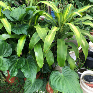 植物各種1000円から