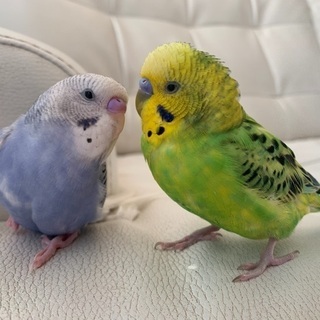 東京都立川市でセキセイインコが迷子になりました。