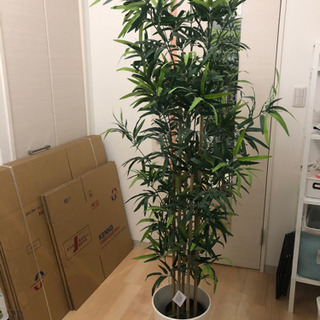 IKEA 観葉植物&鉢カバーセット　2019年4月購入　