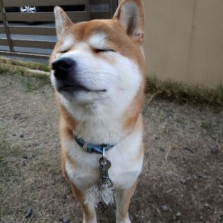 柴犬好きさん − 静岡県