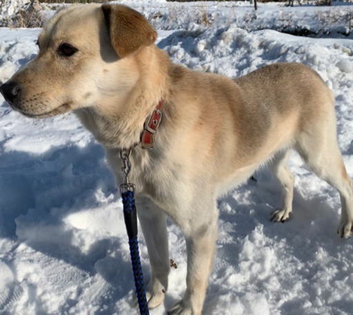 里親募集です オス成犬 のんのん 上北のその他の里親募集 ジモティー 里親募集です オス成犬 のんのん 上北のその他の里親募集 ジモティー